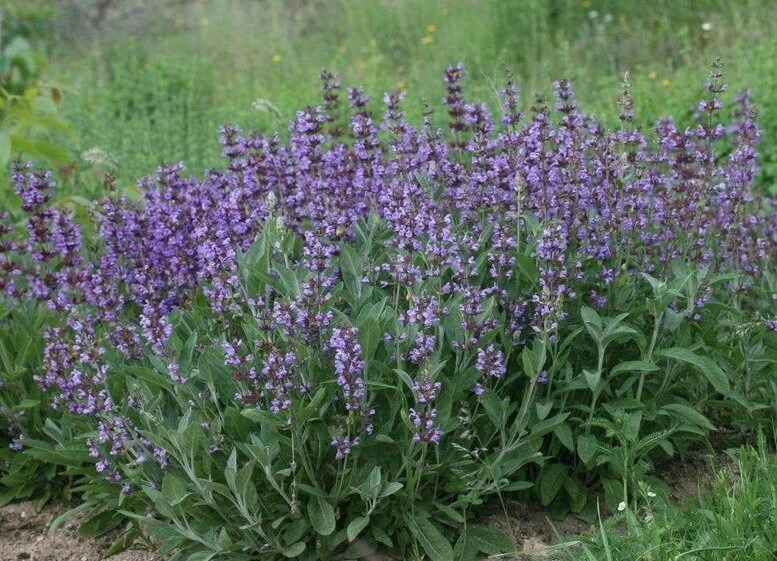 Sürvə, Adaçayı
