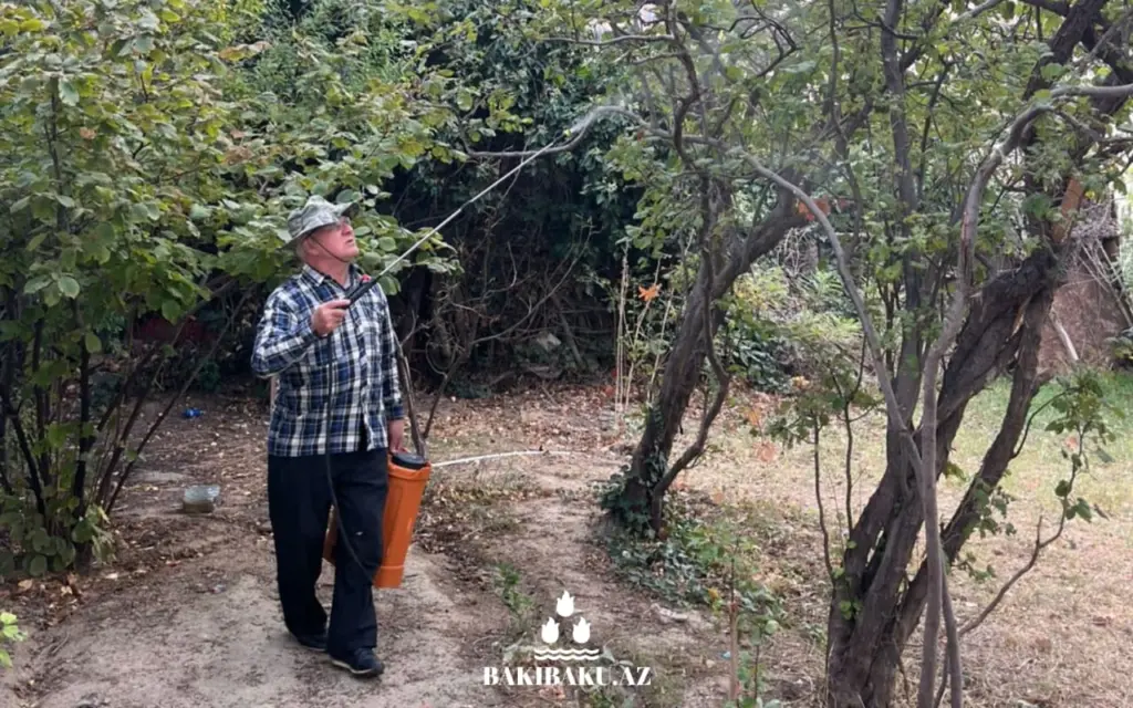 Xətai rayonunun bəzi küçələrində dərmanlama işləri, Xətai rayonu, Dərmanlama