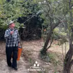 Xətai rayonunun bəzi küçələrində dərmanlama işləri, Xətai rayonu, Dərmanlama