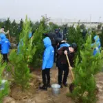 Şanlı Zəfərin 5-ci ildönümünə həsr edilən ağacəkmə aksiyası, Bakı Şəhər İcra Hakimiyyəti, “Regional İnkişaf” İctimai Birliyi, Nərimanov rayonu, Ağacəkmə aksiyası