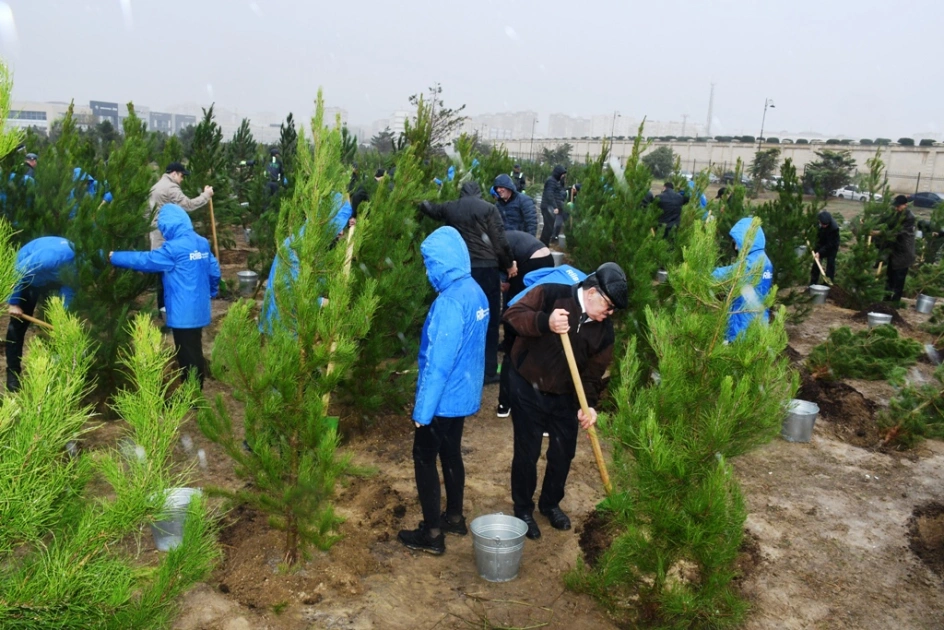 Şanlı Zəfərin 5-ci ildönümünə həsr edilən ağacəkmə aksiyası, Bakı Şəhər İcra Hakimiyyəti, “Regional İnkişaf” İctimai Birliyi, Nərimanov rayonu, Ağacəkmə aksiyası