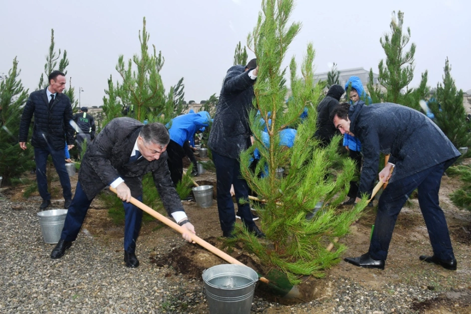 Bakı Şəhər İcra Hakimiyyəti, “Regional İnkişaf” İctimai Birliyi, Nərimanov rayonu, Ağacəkmə aksiyası