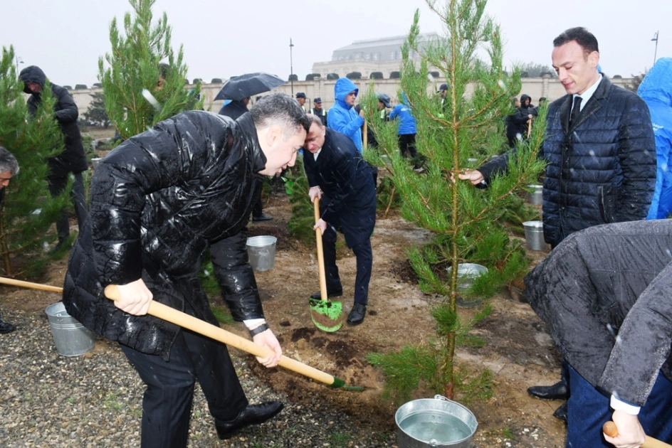 Bakı Şəhər İcra Hakimiyyəti, “Regional İnkişaf” İctimai Birliyi, Nərimanov rayonu, Ağacəkmə aksiyası
