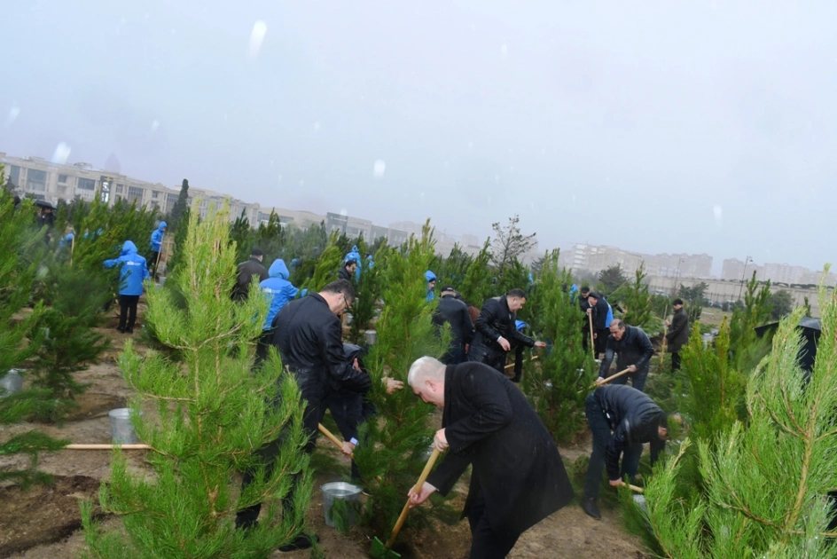Bakı Şəhər İcra Hakimiyyəti, “Regional İnkişaf” İctimai Birliyi, Nərimanov rayonu, Ağacəkmə aksiyası