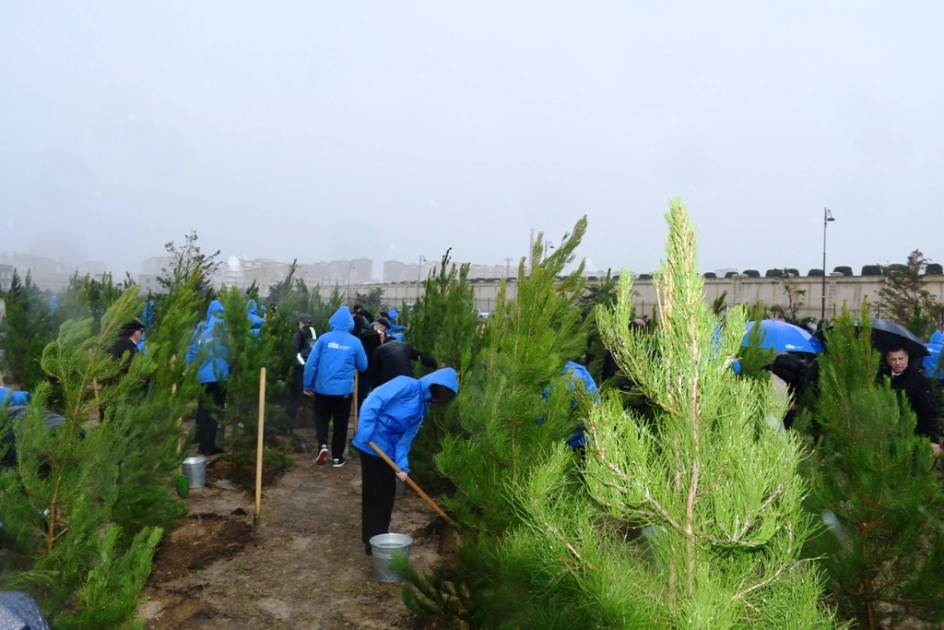 Bakı Şəhər İcra Hakimiyyəti, “Regional İnkişaf” İctimai Birliyi, Nərimanov rayonu, Ağacəkmə aksiyası