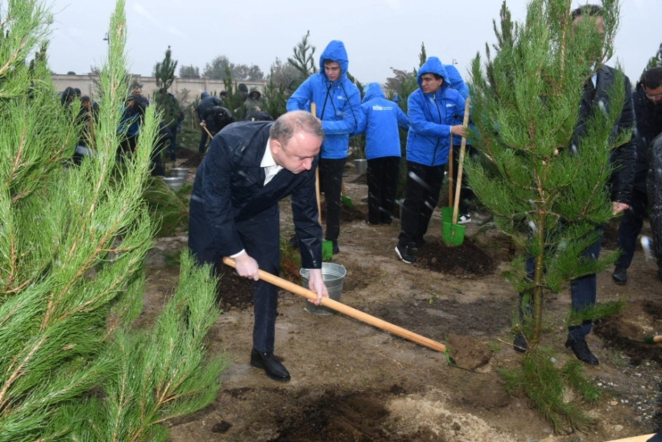 Bakı Şəhər İcra Hakimiyyəti, “Regional İnkişaf” İctimai Birliyi, Nərimanov rayonu, Ağacəkmə aksiyası