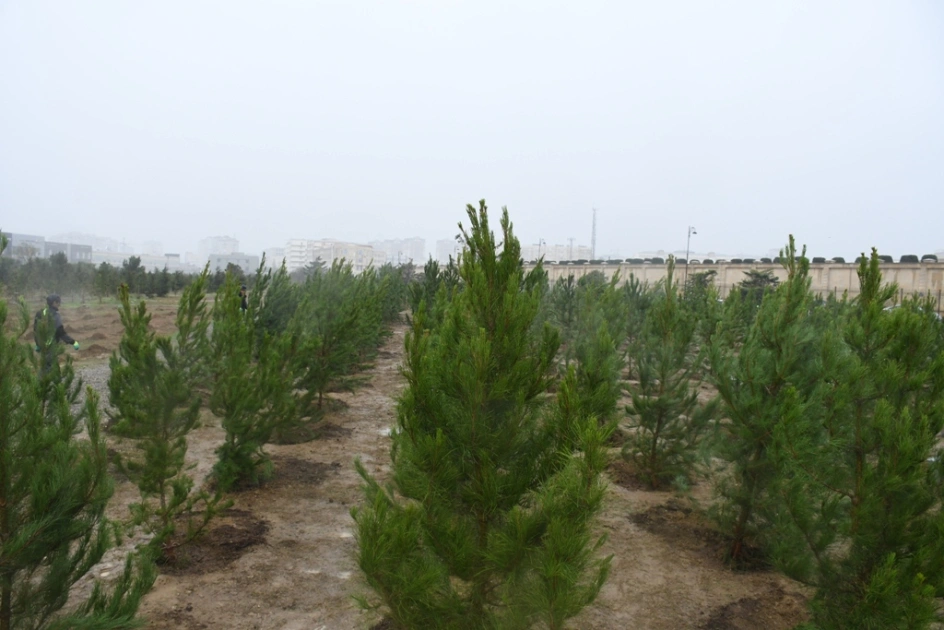 Bakı Şəhər İcra Hakimiyyəti, “Regional İnkişaf” İctimai Birliyi, Nərimanov rayonu, Ağacəkmə aksiyası