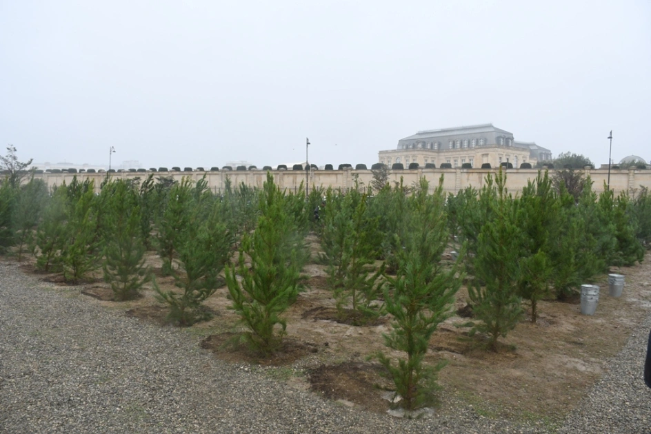 Bakı Şəhər İcra Hakimiyyəti, “Regional İnkişaf” İctimai Birliyi, Nərimanov rayonu, Ağacəkmə aksiyası