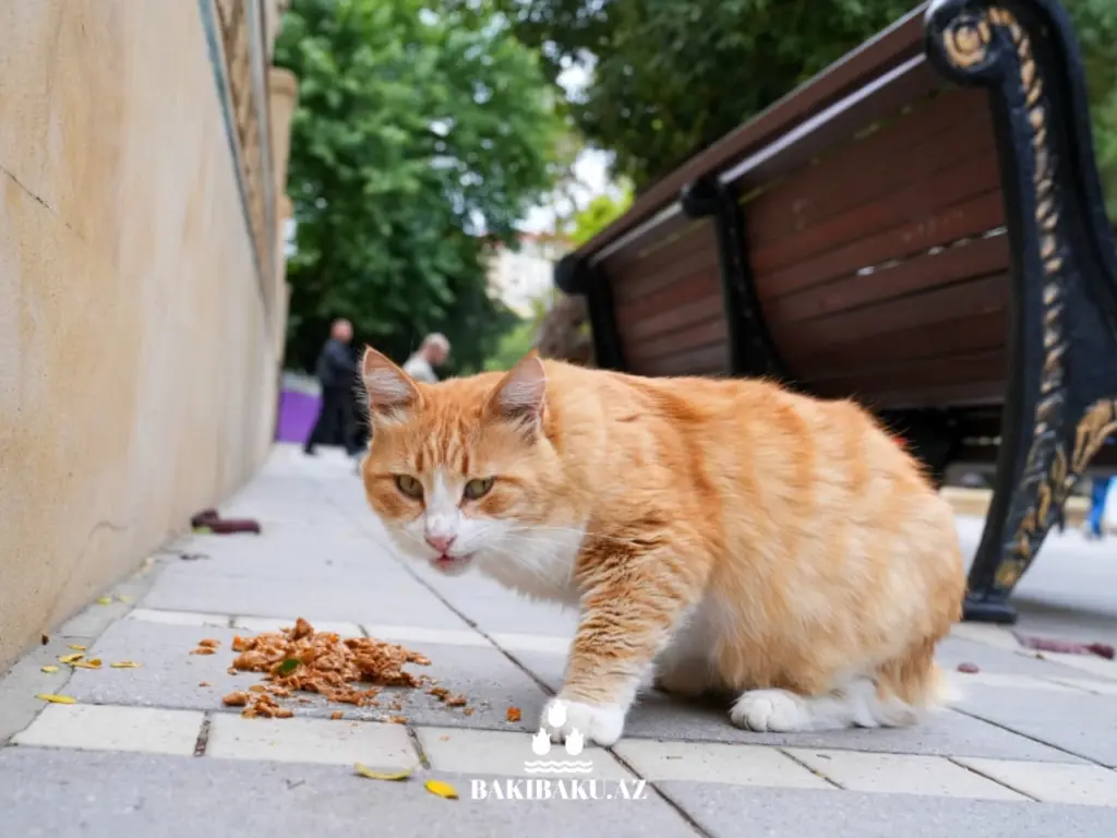 Bakı pişikləri, Pişik