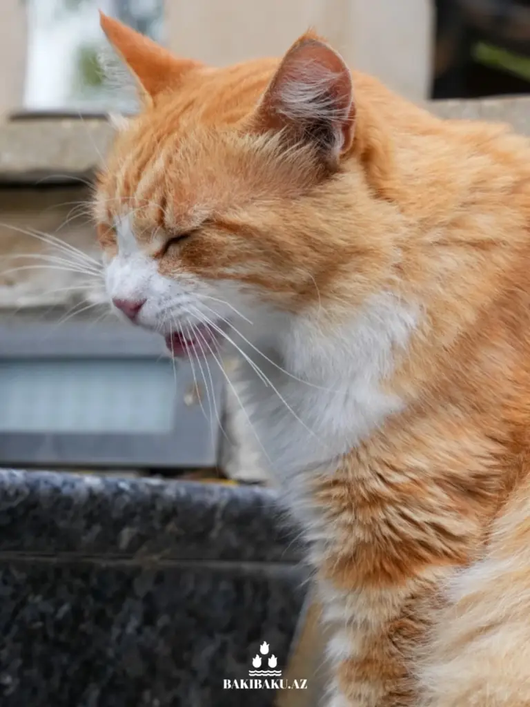 Bakı pişikləri, Pişik