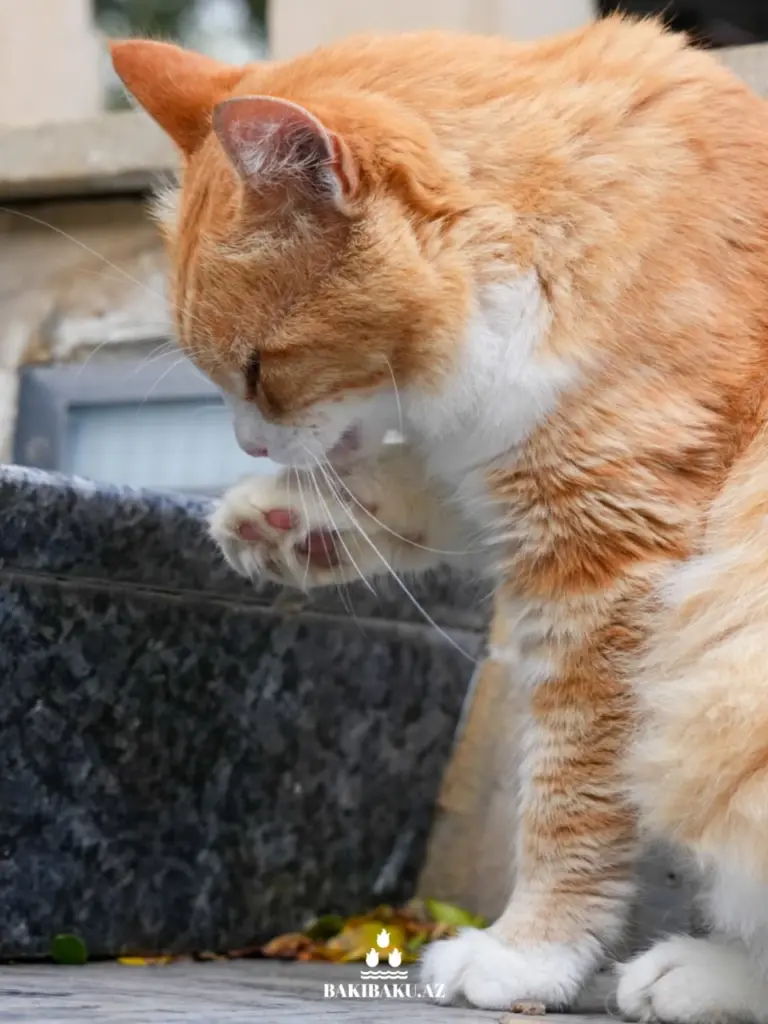Bakı pişikləri, Pişik