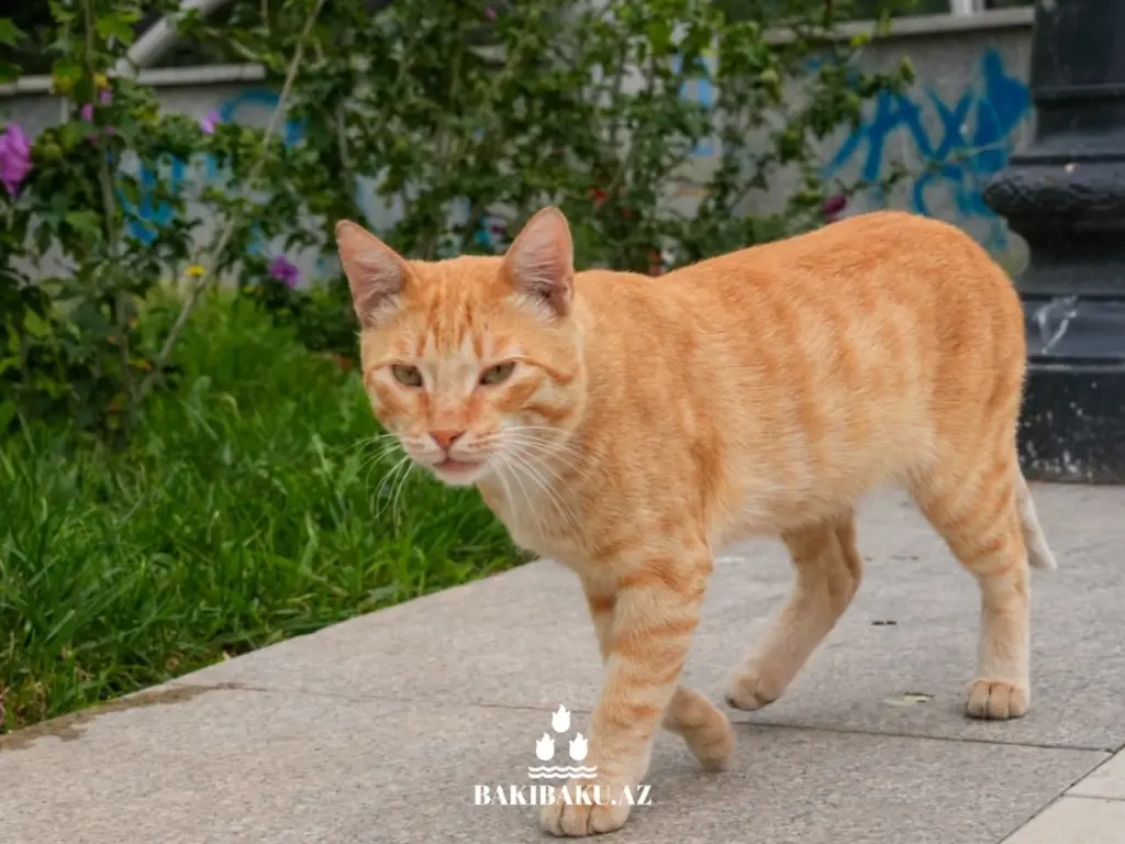 Bakı pişikləri, Pişik