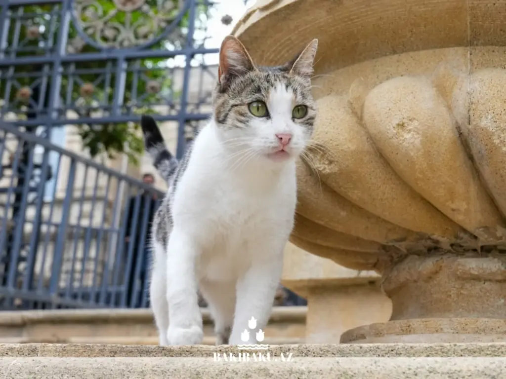 Bakı pişikləri, Pişik