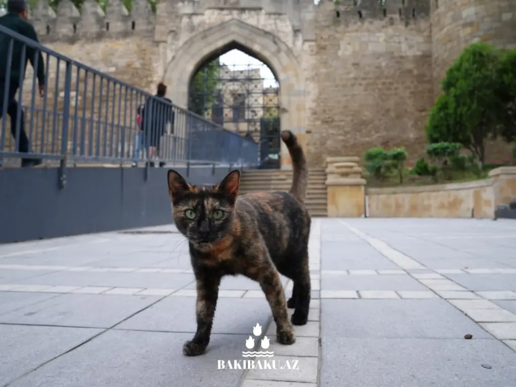 Bakı pişikləri, Pişik