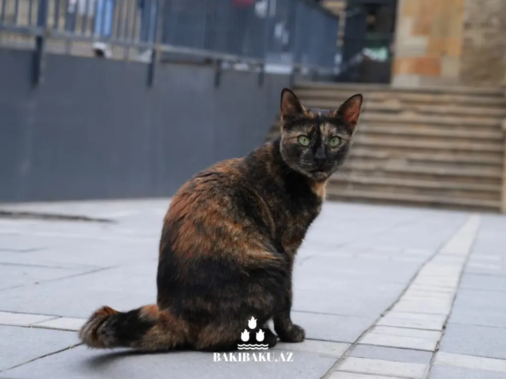 Bakı pişikləri, Pişik