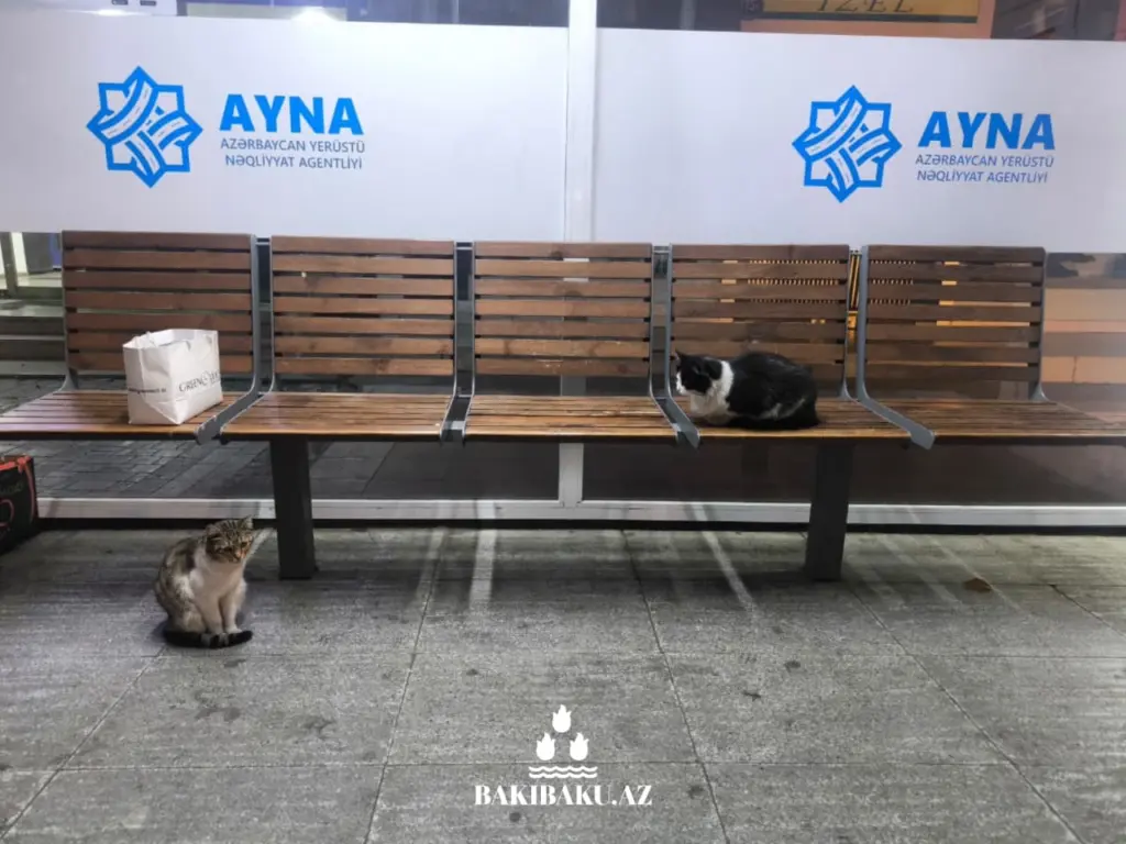 Bakı pişikləri, Pişik