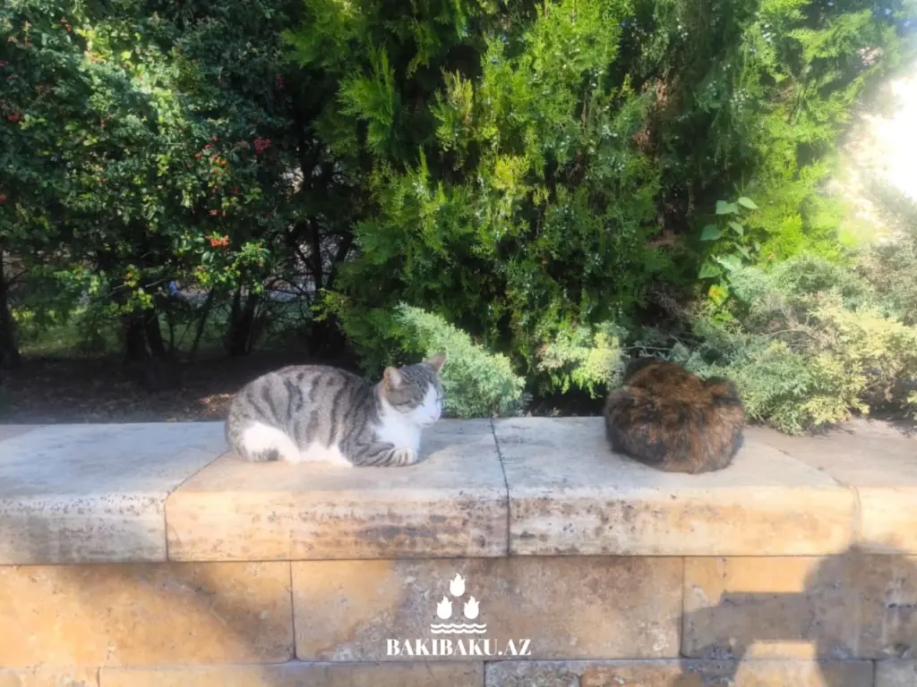 Bakı pişikləri, Pişik