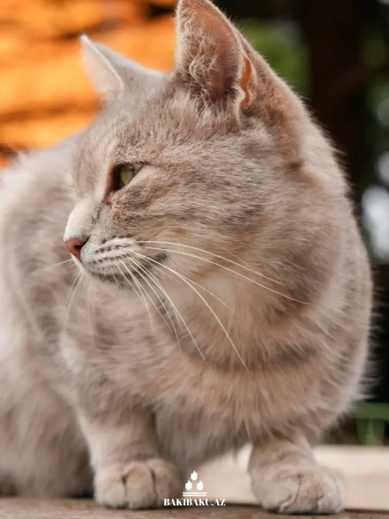 Bakı pişikləri, Pişik
