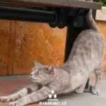 Bakı pişikləri, Pişik