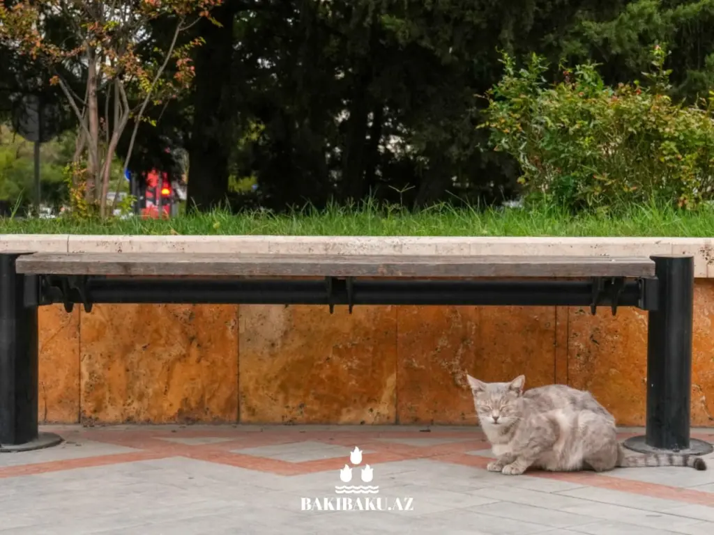 Bakı pişikləri, Pişik