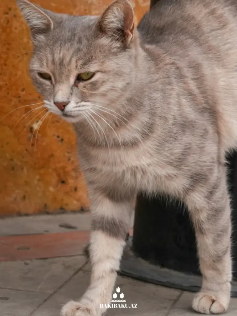 Bakı pişikləri, Pişik