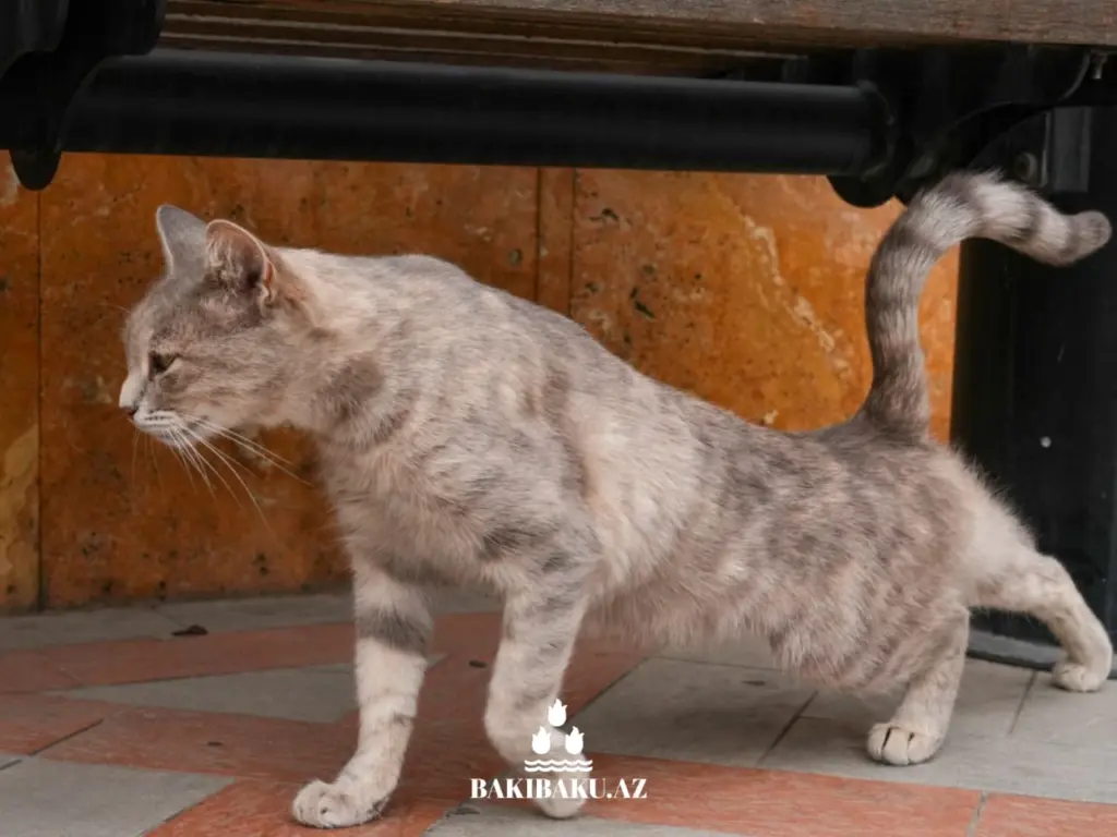 Bakı pişikləri, Pişik