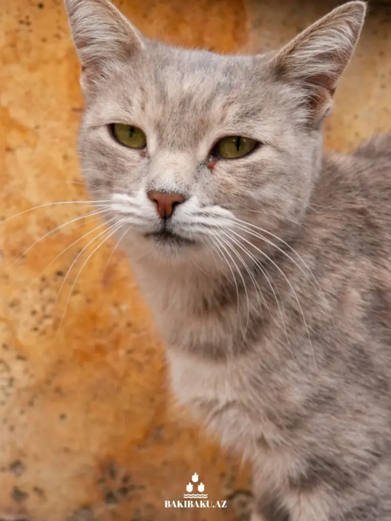 Bakı pişikləri, Pişik