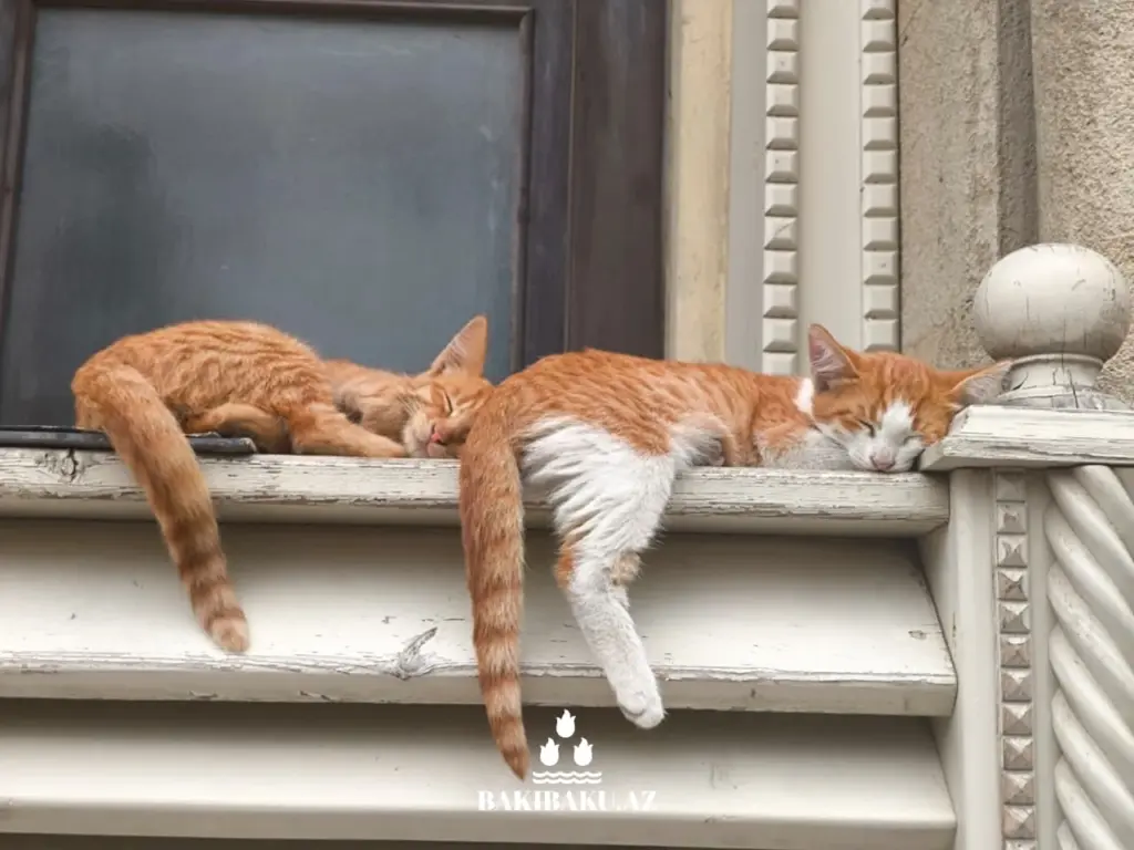 Bakı pişikləri, Pişik