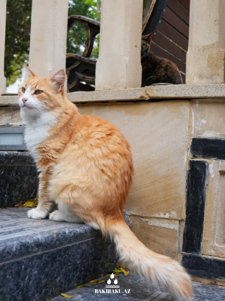 Bakı pişikləri, Pişik