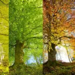 Fəsillərin Azərbaycana daxilolma vaxtları, Fəsil