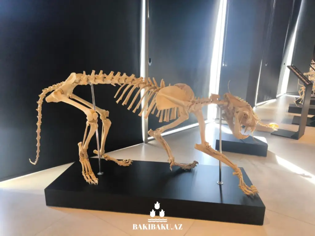 Palçıq Vulkanları Turizm Kompleksi, Vulkan, Palçıq Vulkanları