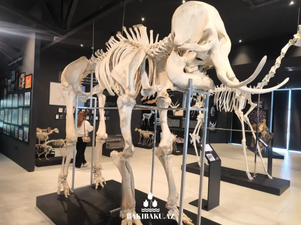 Palçıq Vulkanları Turizm Kompleksi, Vulkan, Palçıq Vulkanları