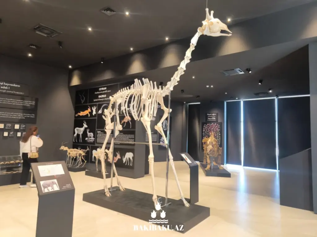 Palçıq Vulkanları Turizm Kompleksi, Vulkan, Palçıq Vulkanları