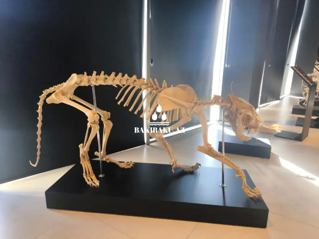 Palçıq Vulkanları Turizm Kompleksi, Vulkan, Palçıq Vulkanları