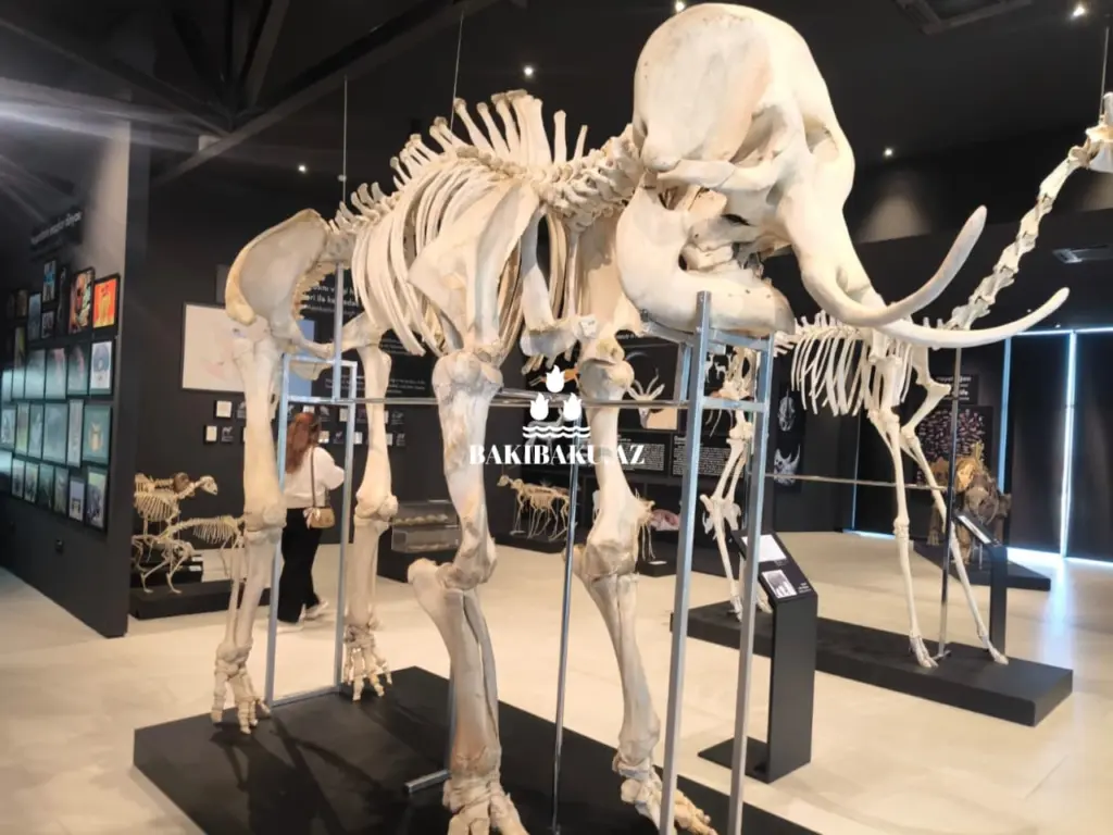 Palçıq Vulkanları Turizm Kompleksi, Vulkan, Palçıq Vulkanları