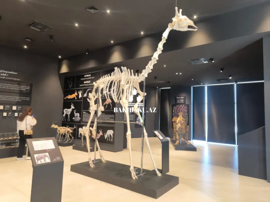 Palçıq Vulkanları Turizm Kompleksi, Vulkan, Palçıq Vulkanları