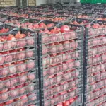 Fərhad Qaraşov, Azərbaycan Nar İstehsalçıları və İxracatçıları Assosiasiyası, ANİİA, Nar