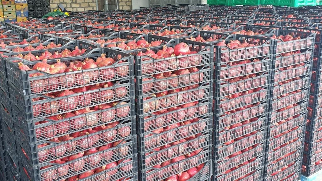 Fərhad Qaraşov, Azərbaycan Nar İstehsalçıları və İxracatçıları Assosiasiyası, ANİİA, Nar