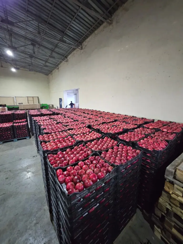 Fərhad Qaraşov, Azərbaycan Nar İstehsalçıları və İxracatçıları Assosiasiyası, ANİİA, Nar