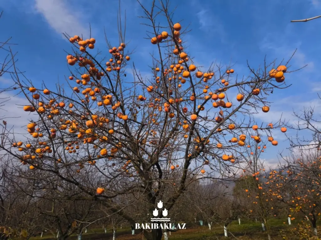 “BioGarden” Aqroekoloji Turizm Məkanı, Şəki şəhəri, Dövlət Turizm Agentliyi
