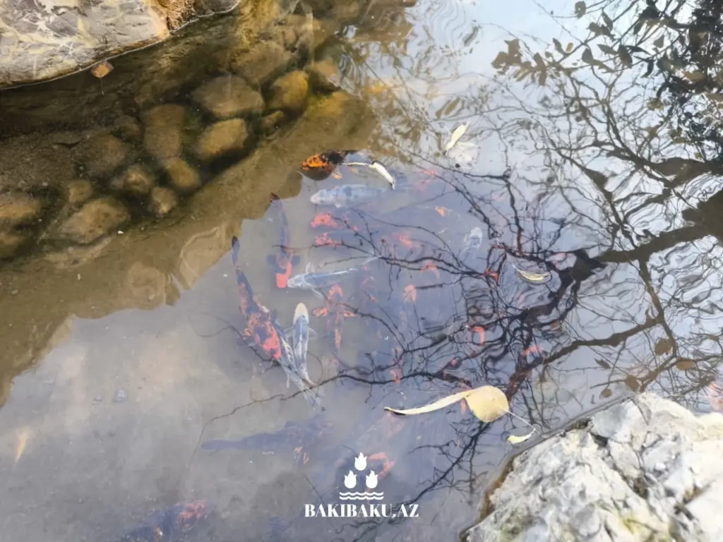 “BioGarden” Aqroekoloji Turizm Məkanı, Şəki şəhəri, Dövlət Turizm Agentliyi