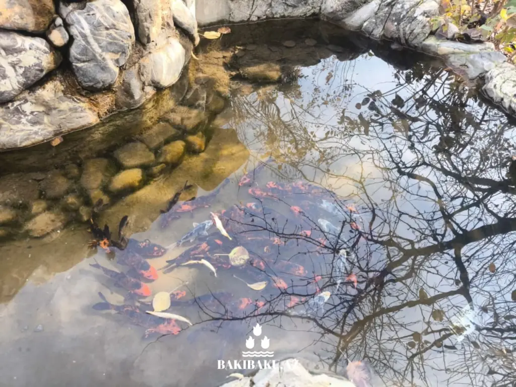 “BioGarden” Aqroekoloji Turizm Məkanı, Şəki şəhəri, Dövlət Turizm Agentliyi