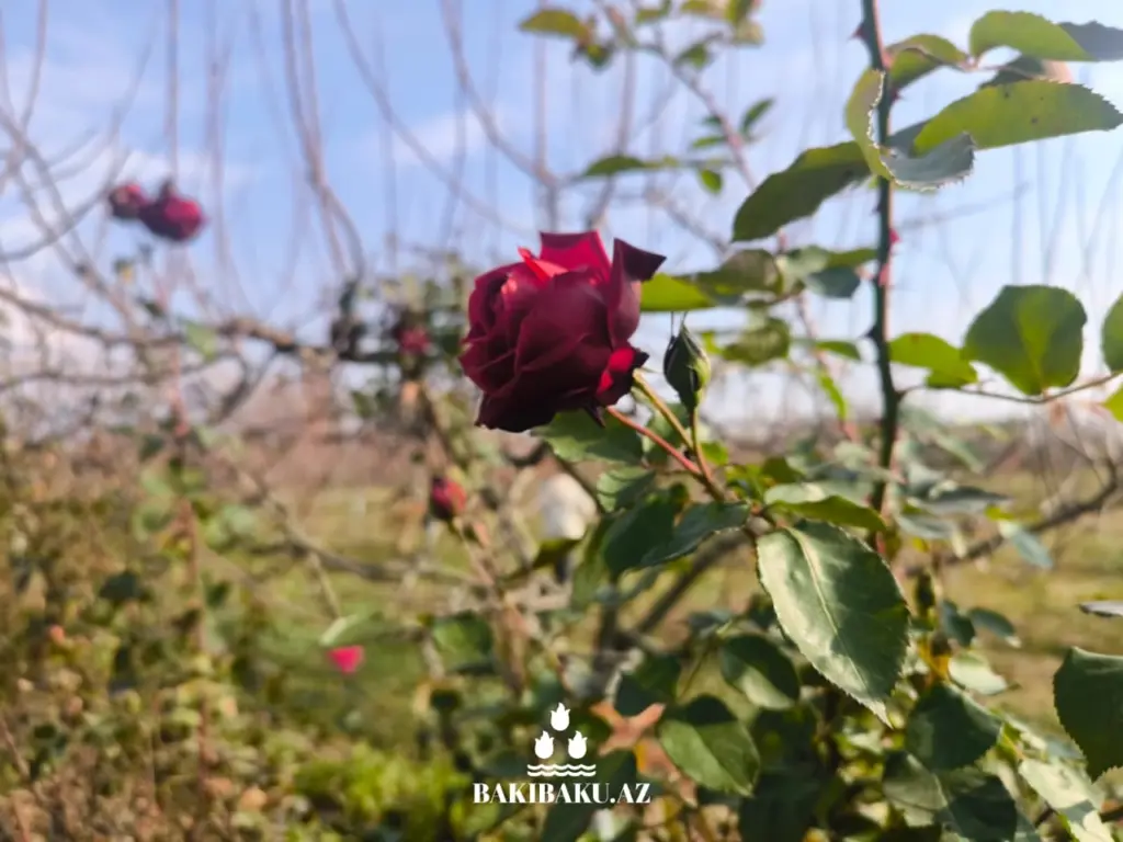 “BioGarden” Aqroekoloji Turizm Məkanı, Şəki şəhəri, Dövlət Turizm Agentliyi