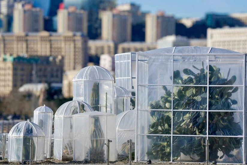 Kaktus, Bakı Bulvarı