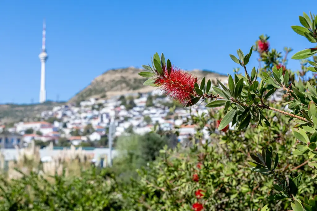 Yaşıllıq balansı, Yaşıllıq