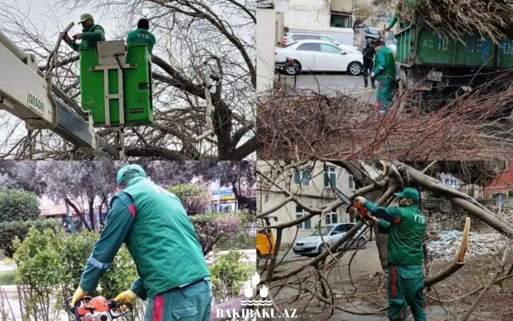 Bakıda 6 ağac aşıb, Yaşıllaşdırma Təsərrüfatı Birliyi