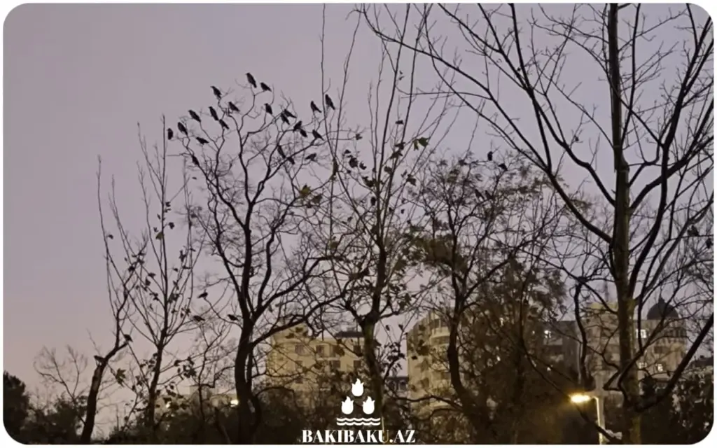Bakının gecə ağacları, Gecə, Ağac, Bakı
