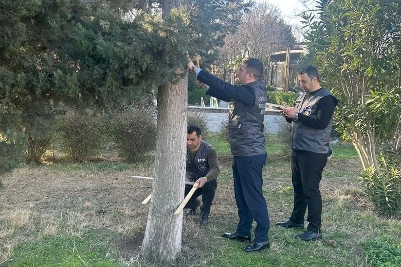 Ağacların nömrələnməsi, Ağac, Ekologiya və Təbii Sərvətlər Nazirliyi