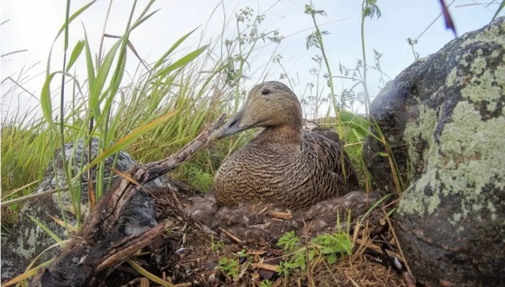 Гагачий пух, Qaqa lələyi