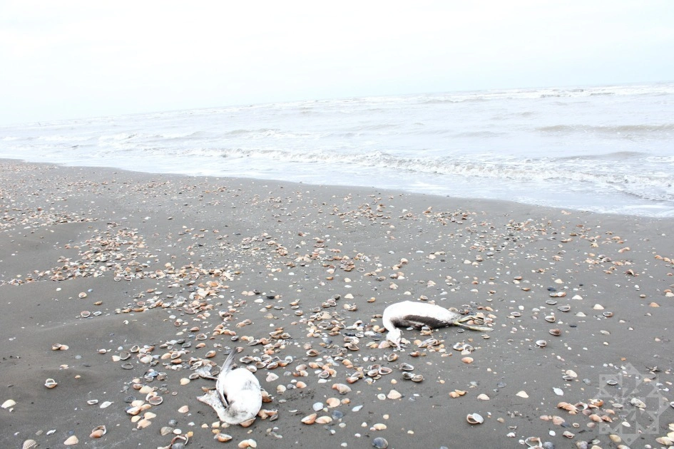 Bilgəh, Bilgəh qəsəbəsi